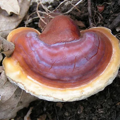 Extracto de hongo Reishi